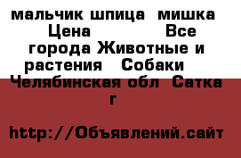 мальчик шпица (мишка) › Цена ­ 55 000 - Все города Животные и растения » Собаки   . Челябинская обл.,Сатка г.